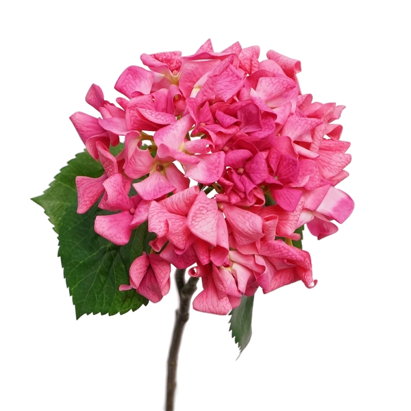 Custom color and size options for real touch hydrangea stems