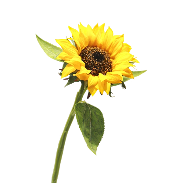 artificial sunflowers bulk air drying after cleaning spray application