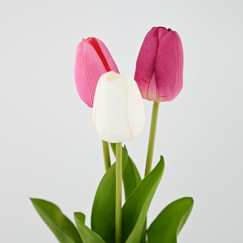 Moist-Touch Tulips Featured Image