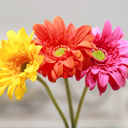 Real-Touch Moisturizing Gerbera Daisy Featured Image
