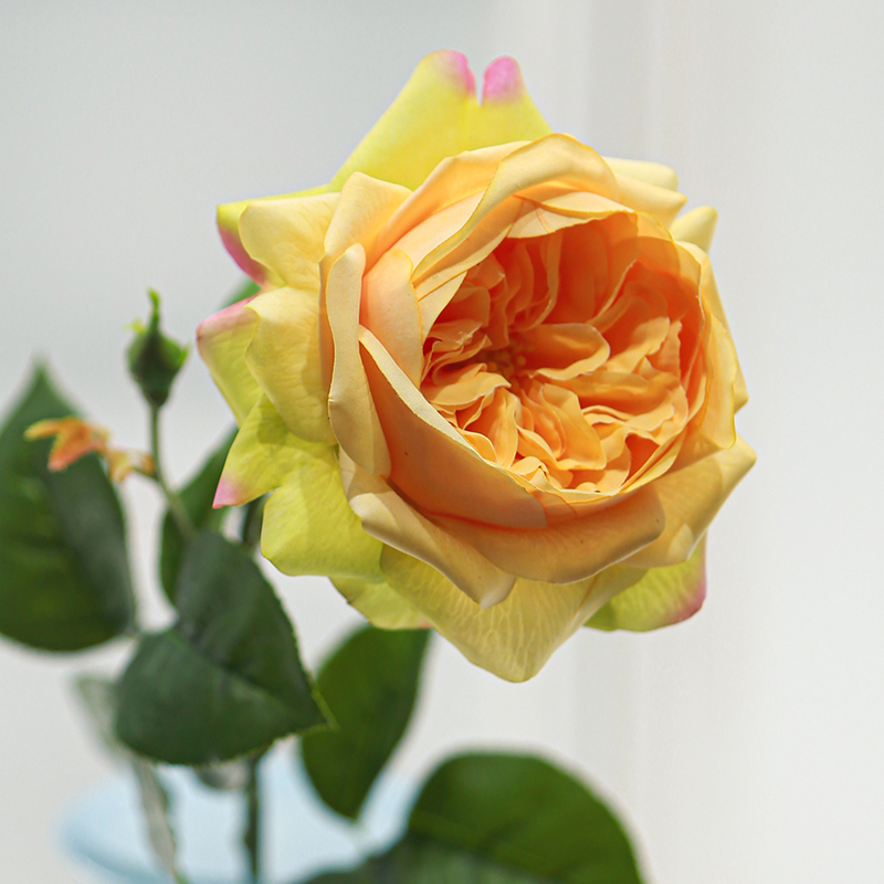 Real-Touch Moisturizing Juliet Rose