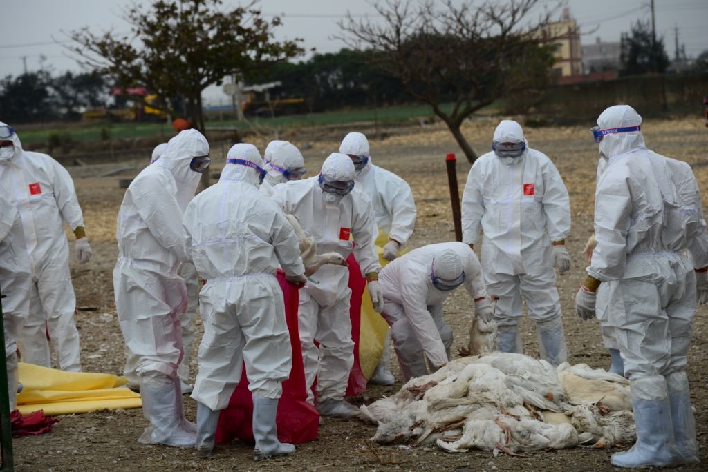 4.Disease prevention and control: prevention first, keep the bottom line
Epidemics can wipe out a farm, so prevention is key: